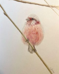 Ocell